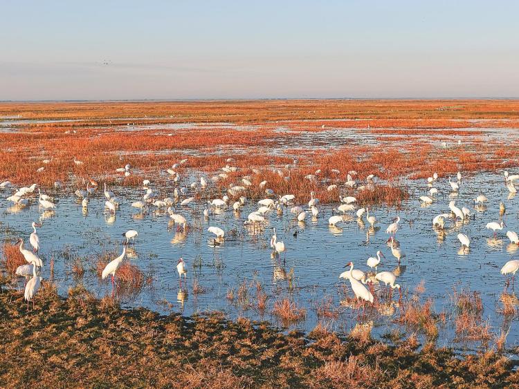 遷徙候鳥“嗨翻”莫莫格