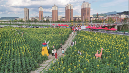 吉林市永吉縣：葵花向陽綻放