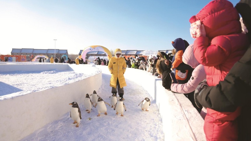 長春新區“北湖企鵝村第二季”開園