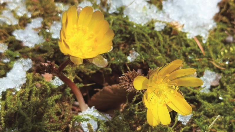 白山：冰淩花開 候鳥歸來