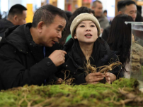 AI智慧科技推動琿春人參産業走向融合發展之路