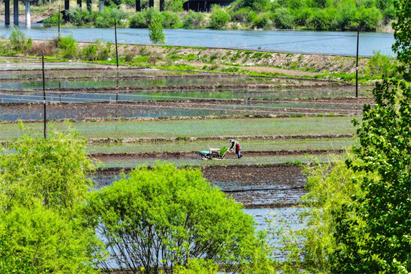 延吉市水稻插秧進入高峰期 預計6月初全面完成_fororder_圖片2