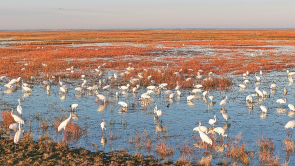 遷徙候鳥“嗨翻”莫莫格