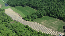 吉林安圖人參：從道地資源到産業名片的進階