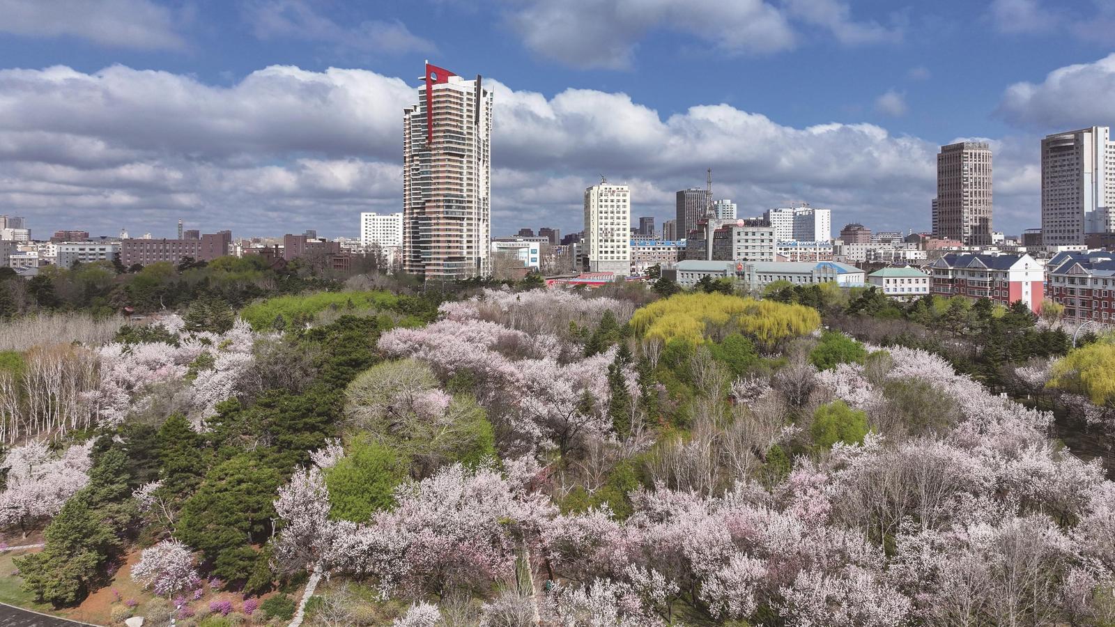 花滿春城