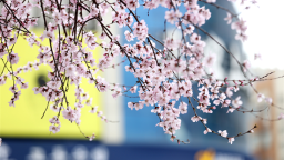 又見京桃花開 延吉春日畫卷徐徐展開