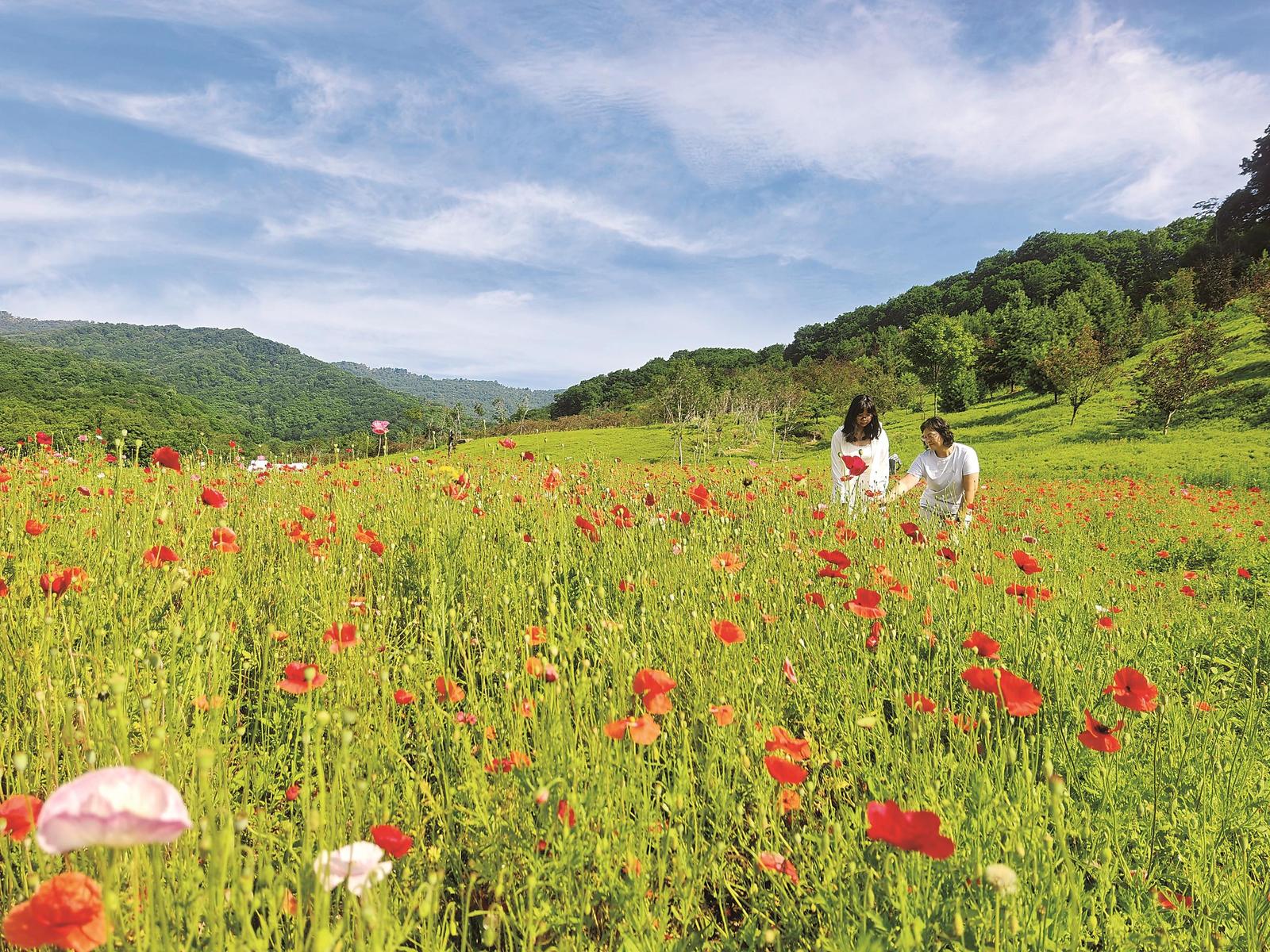 蛟河市：幽芳谷裏賞花海