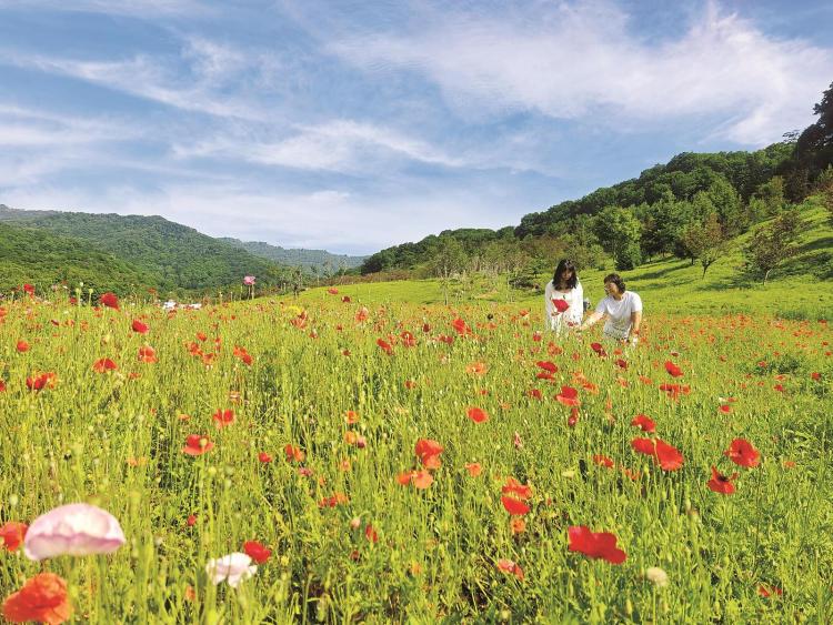 蛟河市：幽芳谷裏賞花海