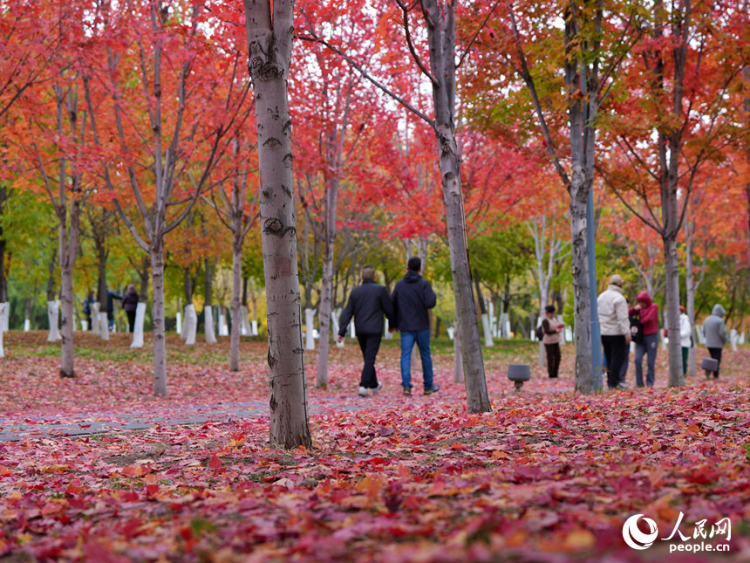 吉林長春：醉美“楓”景上線_fororder_人民網轉載圖6