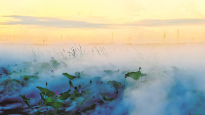 鎮賚南湖“荷”你相約盛花期