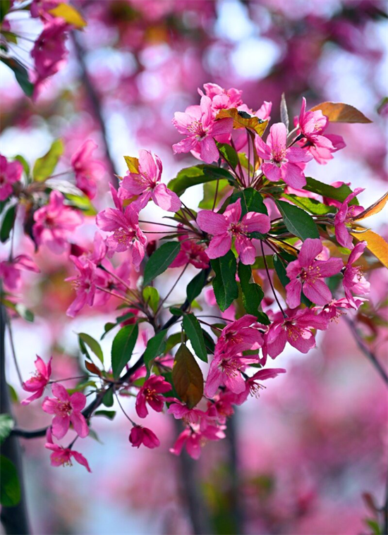 花開滿延吉 最美在當“夏”_fororder_吉林花開3