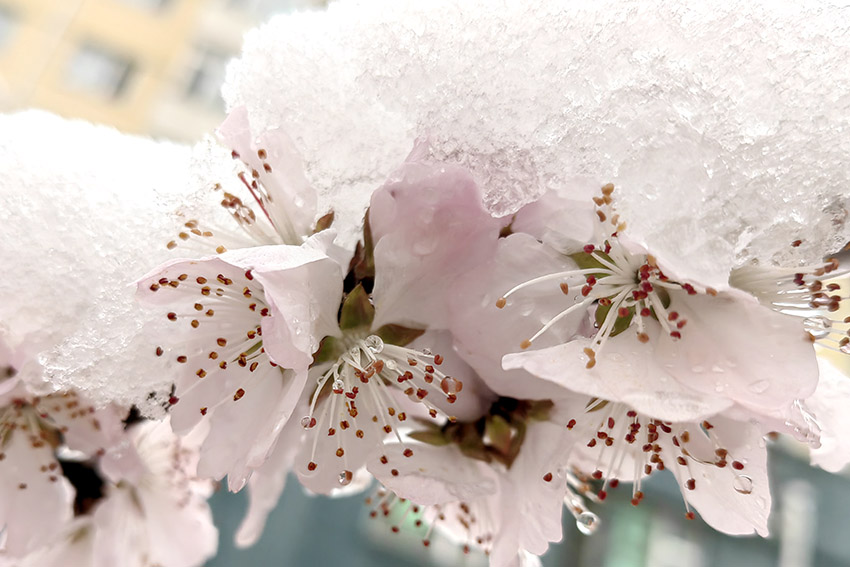 吉林：春雪點花箋 人間詩意連
