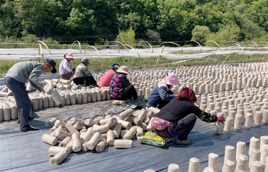 延吉：廢棄菌袋“變廢為寶” 菌康還田滋養土壤_fororder_吉林廢棄菌袋1