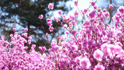 延吉公園金達萊盛開 美景惹人醉