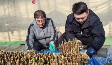 延吉青年生態轉型種出反季致富芽：暖棚藏春味 嫩芽變金枝