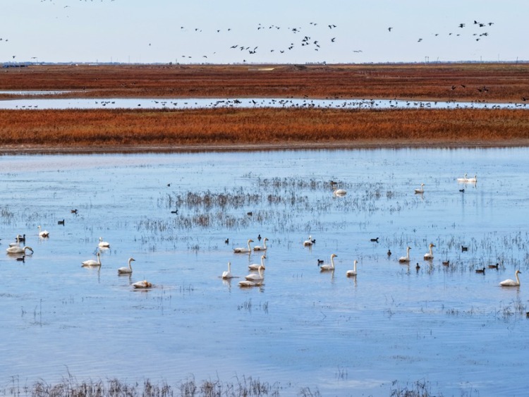 莫莫格秋日“派對”：十萬候鳥嗨翻生態樂園