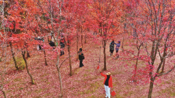 長春董家屯紅葉美成“網紅”