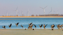 吉林省四平市架樹臺湖國家濕地公園候鳥成群結隊