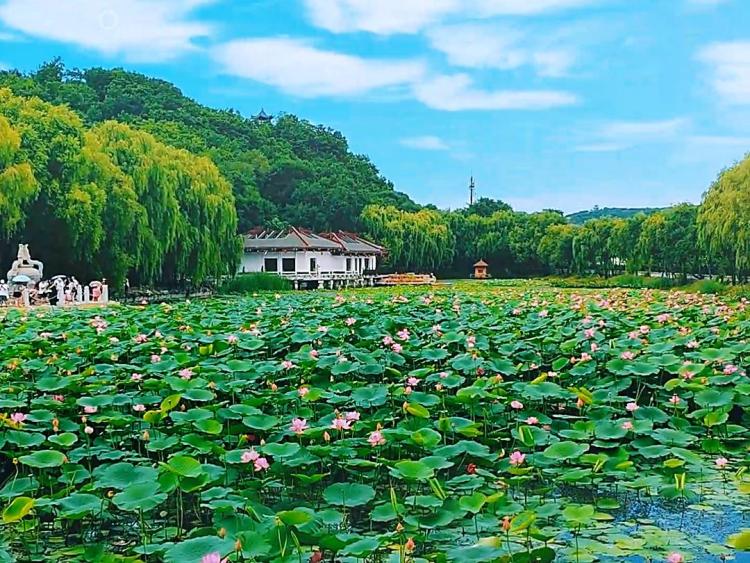 吉林市：夏日荷韻引客來