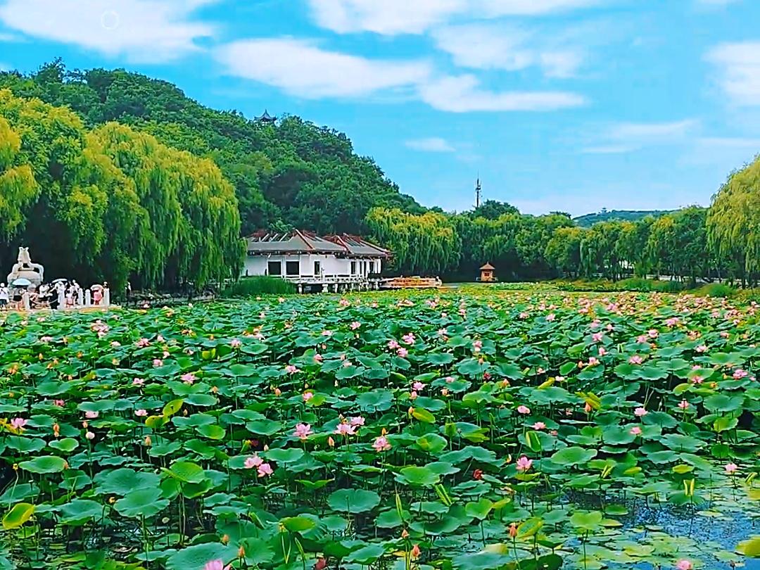 吉林市：夏日荷韻引客來