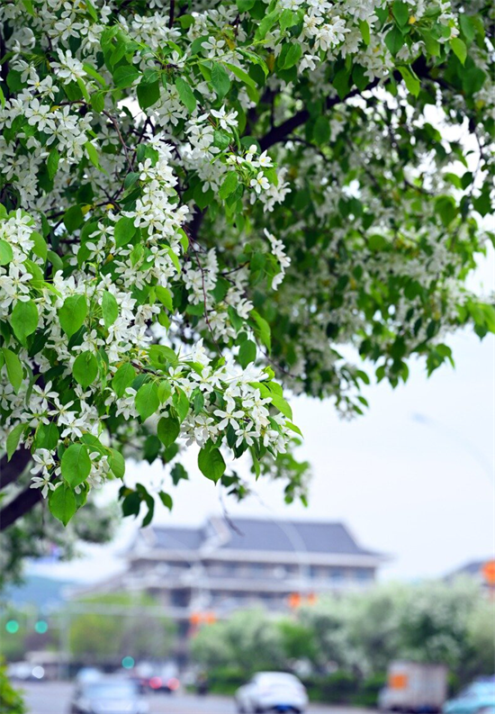 花開滿延吉 最美在當“夏”_fororder_吉林花開4