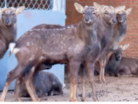 吉林敦化：科技小院紮根鹿場 産學研融合賦能梅花鹿産業提質增效