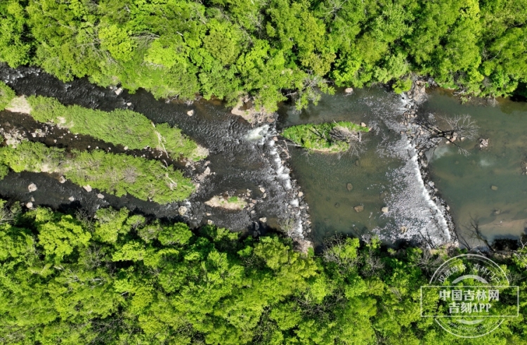 “鳥中大熊貓” 北歸長白山