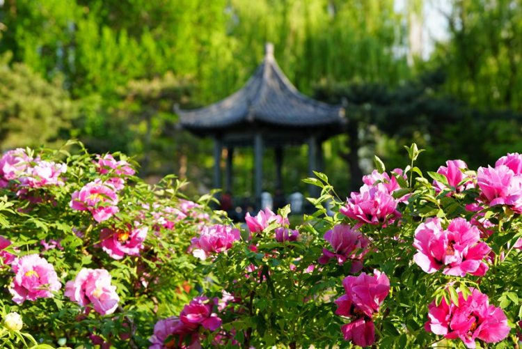 吉林長春：牡丹盛放香溢遠_fororder_吉林轉載花1