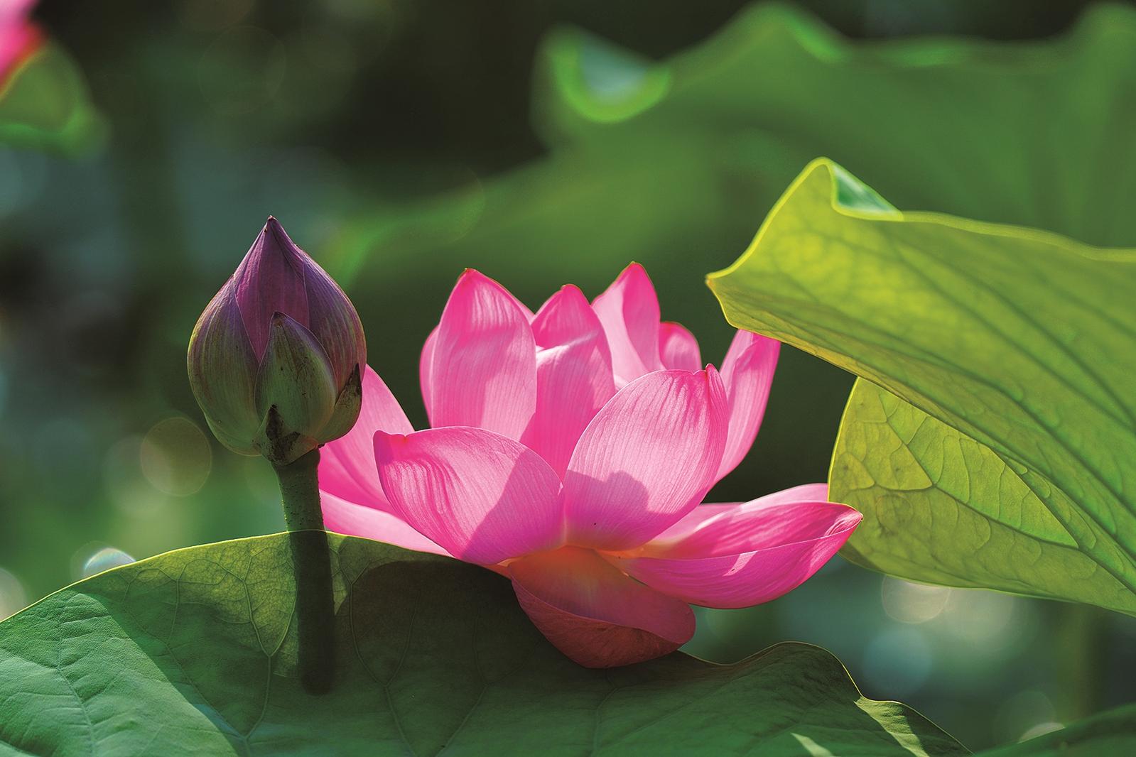 鎮賚南湖“荷”你相約盛花期