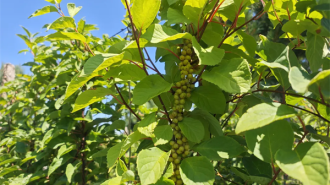 延邊州安圖縣：夏野“豐”光無限好