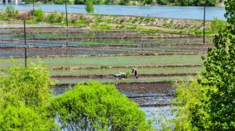 延吉市水稻插秧進入高峰期 預計6月初全面完成