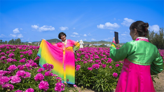 延吉牡丹芍藥競相綻放 花開如海美麗畫卷鋪展開來_fororder_圖片2