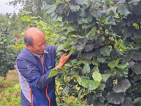 吉林安圖：從枝頭到心頭，一顆小榛子的“富民之旅”