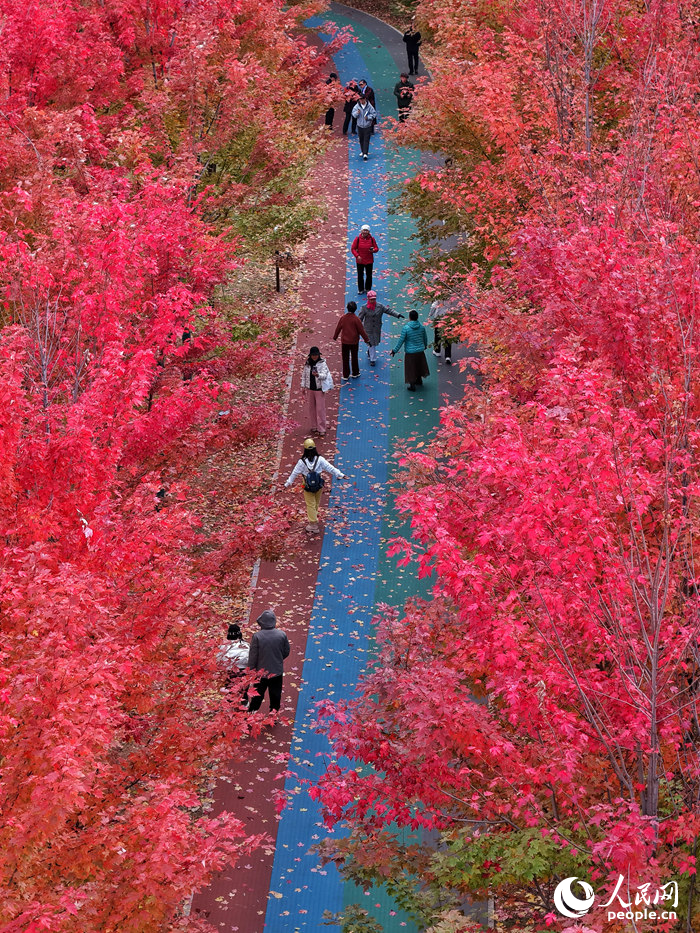 吉林長春：醉美“楓”景上線_fororder_人民網轉載圖9