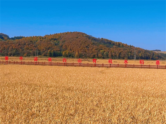 吉林安圖萬寶鎮錨定“三個聚焦” 繪就鄉村振興新圖景_fororder_吉林萬寶鎮1