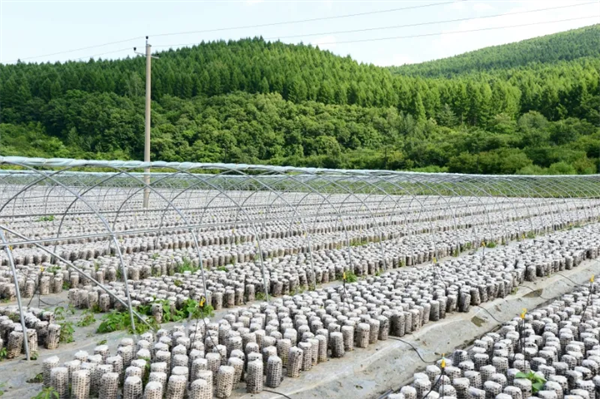 延邊：交出亮眼答卷 書寫壯麗篇章_fororder_吉林亮眼答卷4