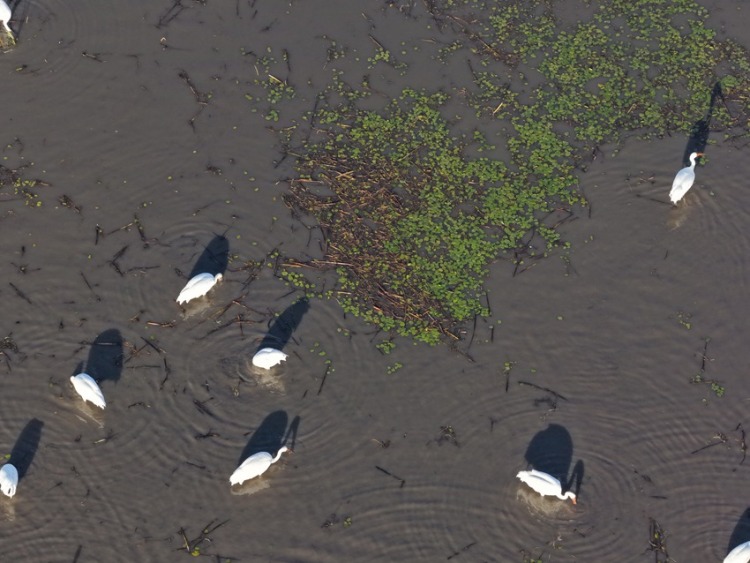 莫莫格秋日“派對”：十萬候鳥嗨翻生態樂園