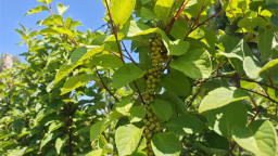 延邊州安圖縣：夏野“豐”光無限好