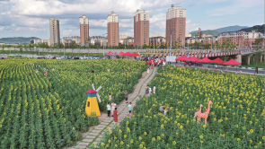 吉林市永吉縣：葵花向陽綻放