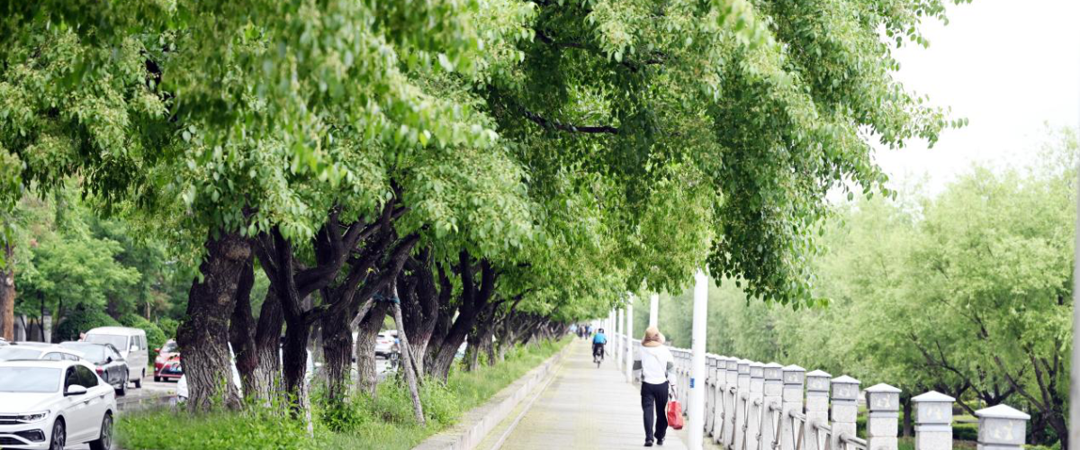 綠蔭如詩 延吉夏日“道”處是風景