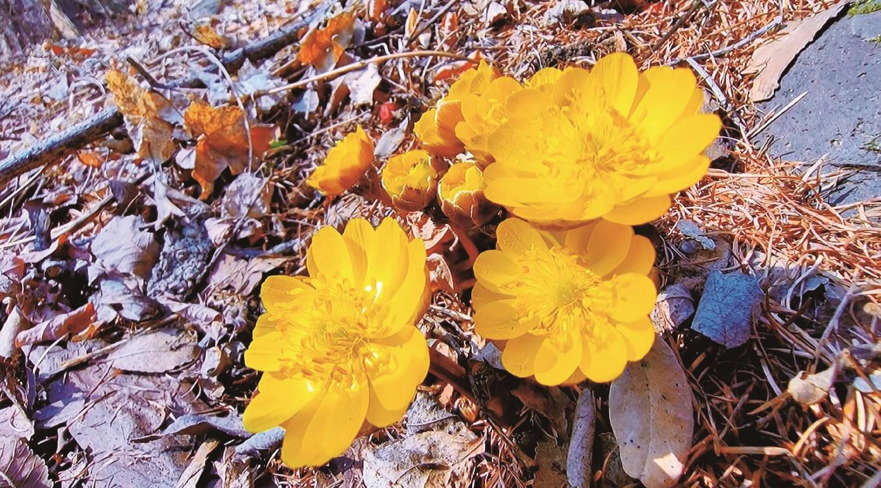 通化：冰淩花報春綻放