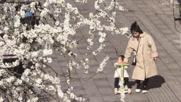 集安市：春花綻放吸客來
