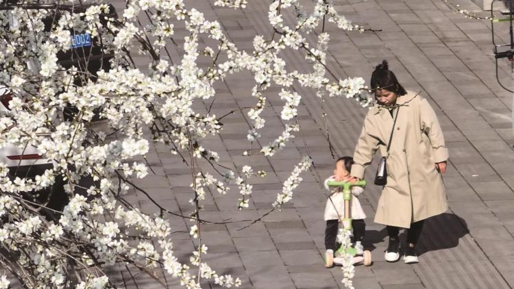 集安市：春花綻放吸客來