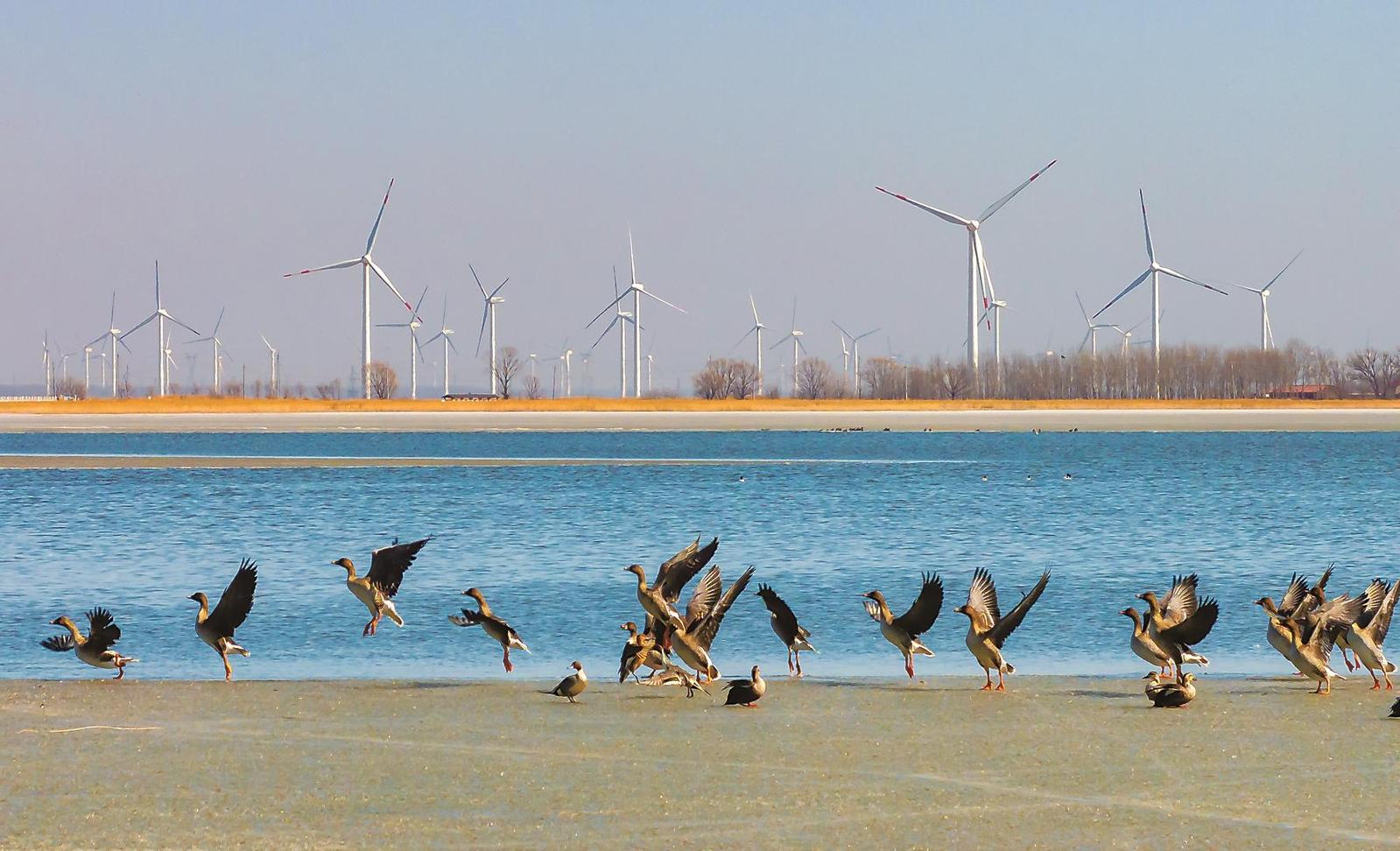 吉林省四平市架樹臺湖國家濕地公園候鳥成群結隊