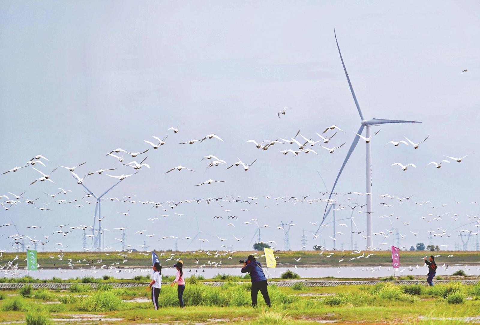 白城市通榆縣舉辦“飛鵝放飛節”活動