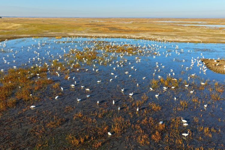 莫莫格秋日“派對”：十萬候鳥嗨翻生態樂園