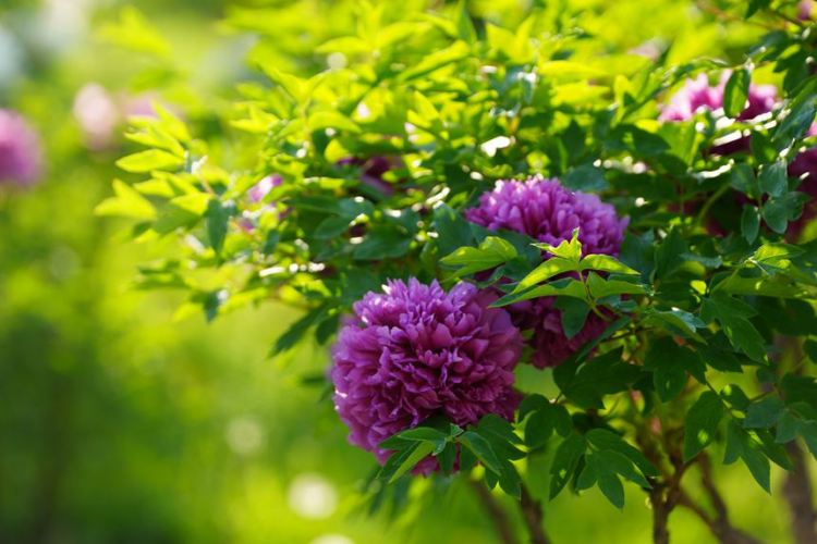 吉林長春：牡丹盛放香溢遠_fororder_吉林轉載花8
