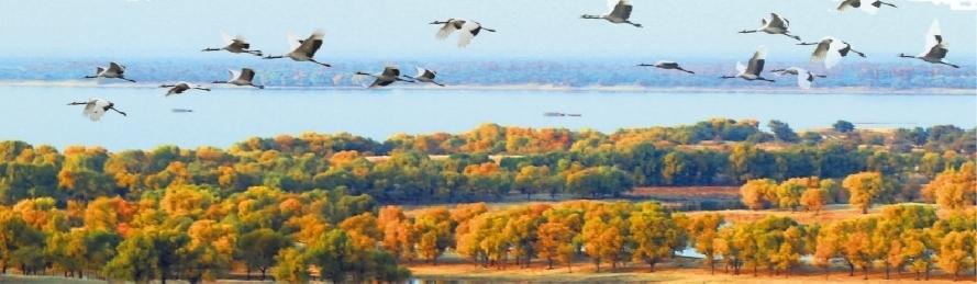 西部“鶴鄉”煥新生——白城市交出綠色發展新答卷