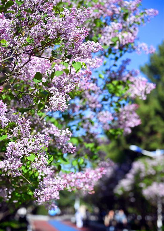 花開滿延吉 最美在當“夏”_fororder_吉林花開1