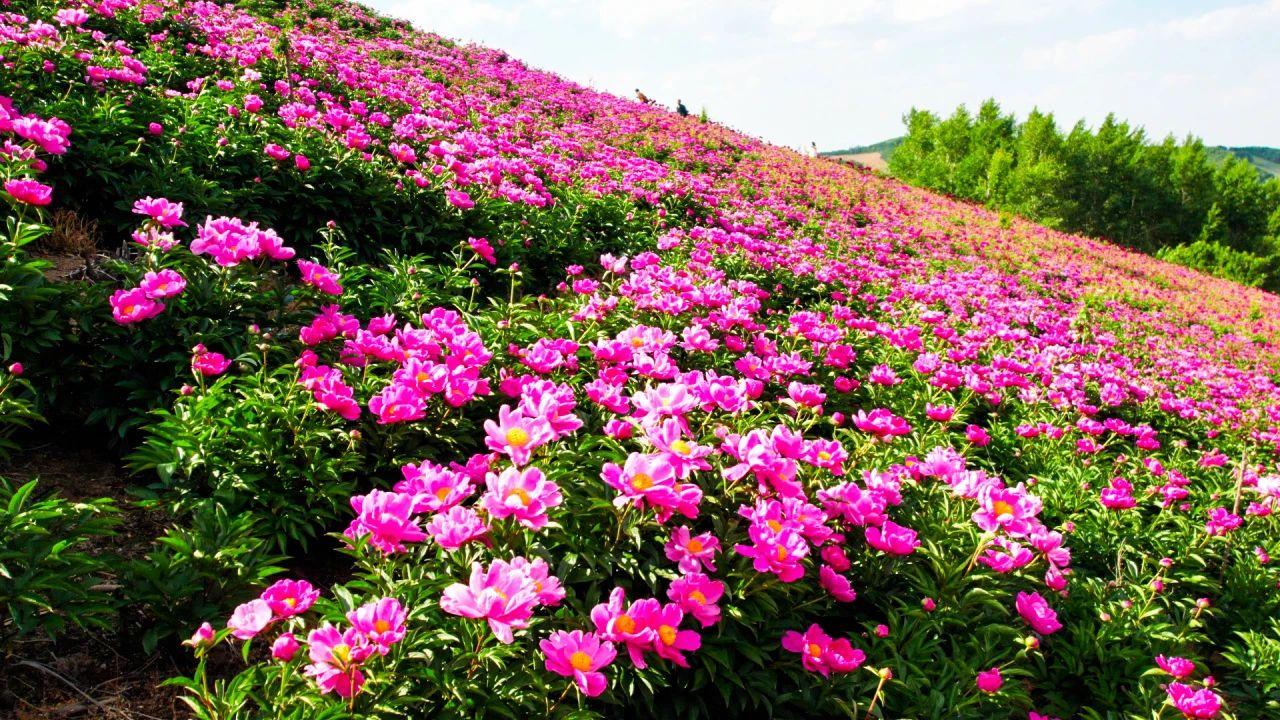 通化市柳河縣千畝芍藥競芳菲